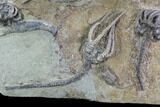 Crinoid Plate ( species) - Indiana #95203-5